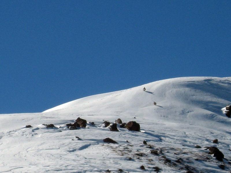 Улары на горе Панорама