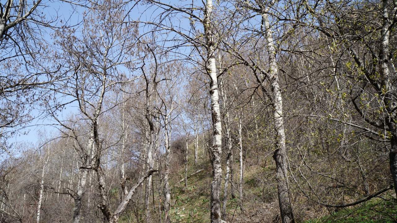 Весна в Бутаковском ущелье Весна в Бутаковском ущелье