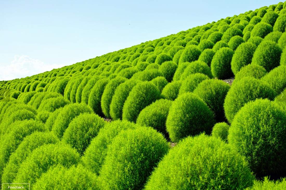 kochia2