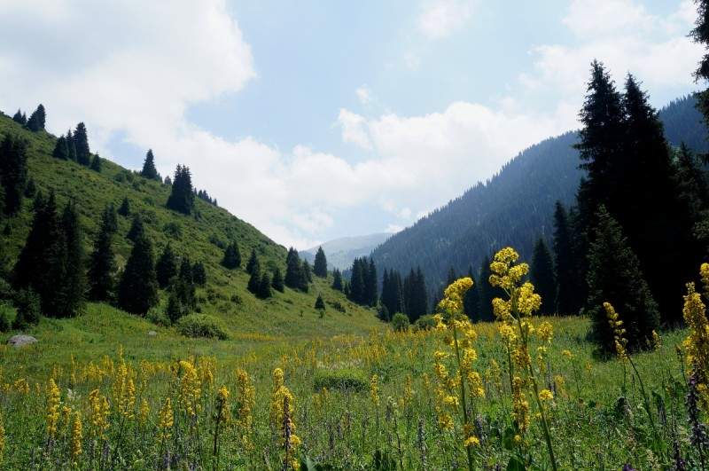 dolina