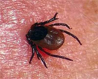 acarid