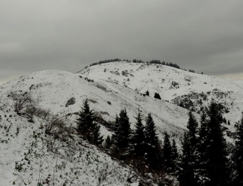 Волчья гора