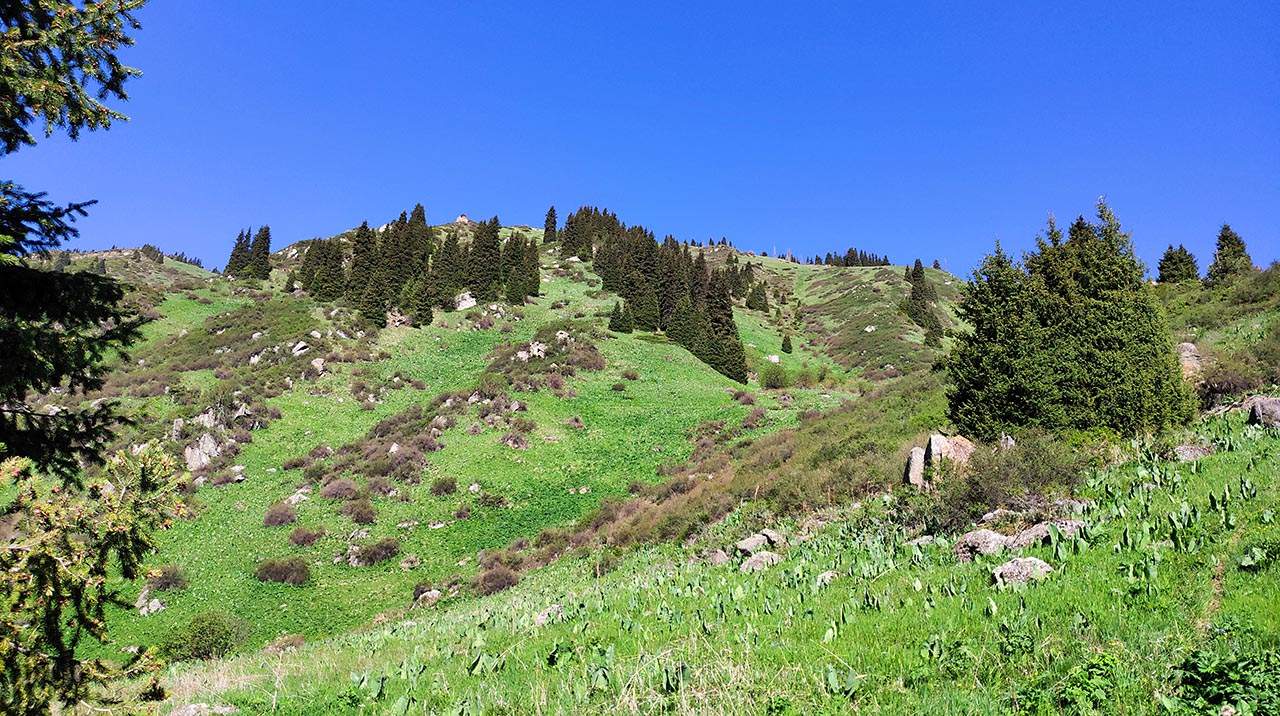 Гора Горелка (2605 м) в Горельнике