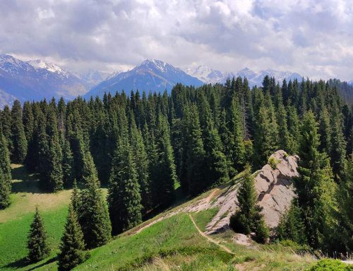 Алматау-плато Актас-Лесная сказка