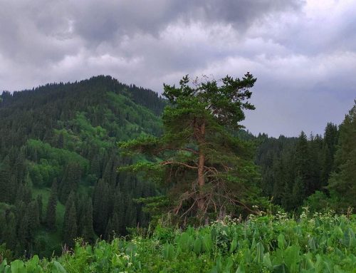 Экопост-отель Казачка-Японская дорога-Смотровая-Казачка