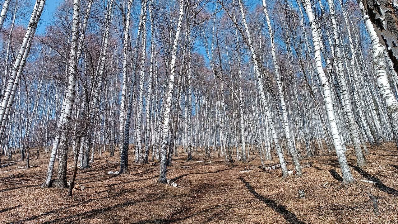 Березовая роща в горах