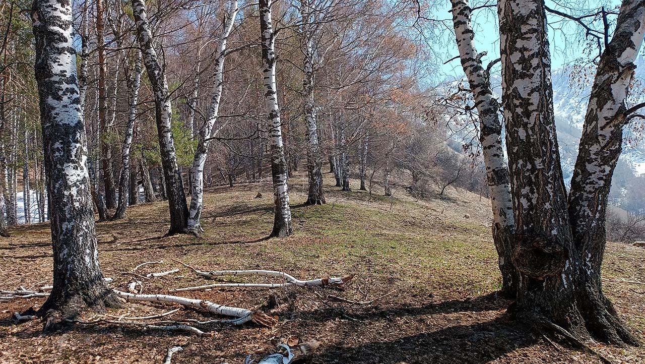spring