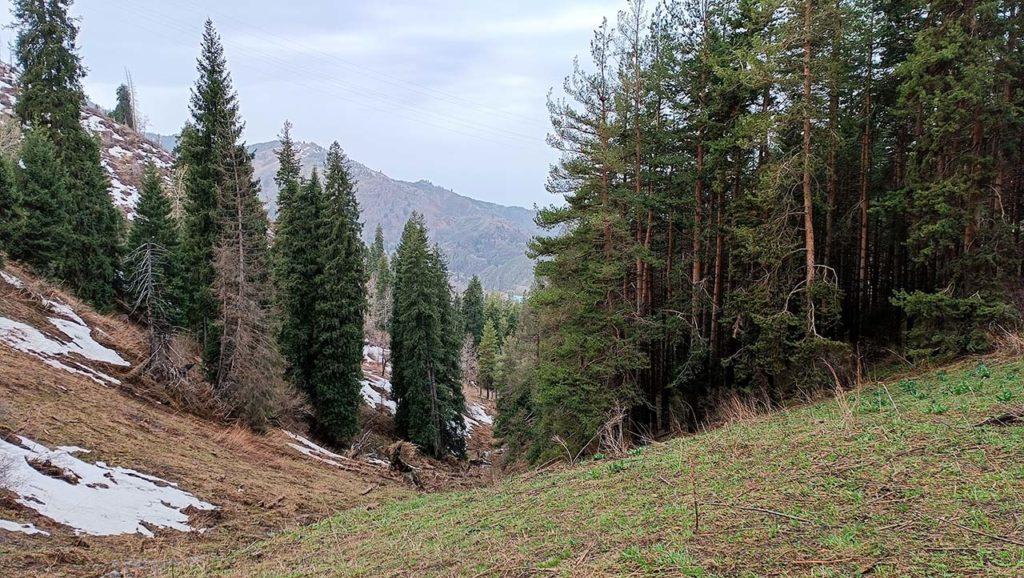 Весна в Заилийском Алатау