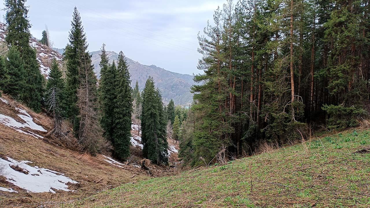 Весна в Заилийском Алатау