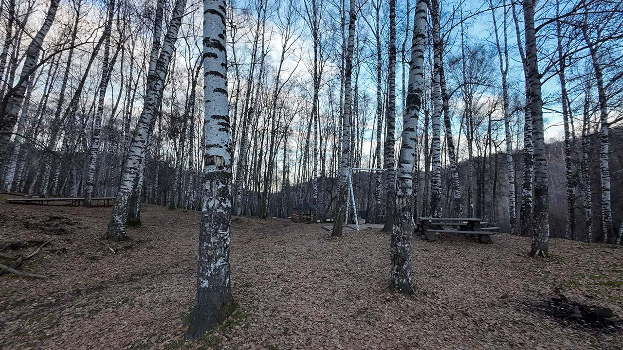 Березовая роща в Аккайыне