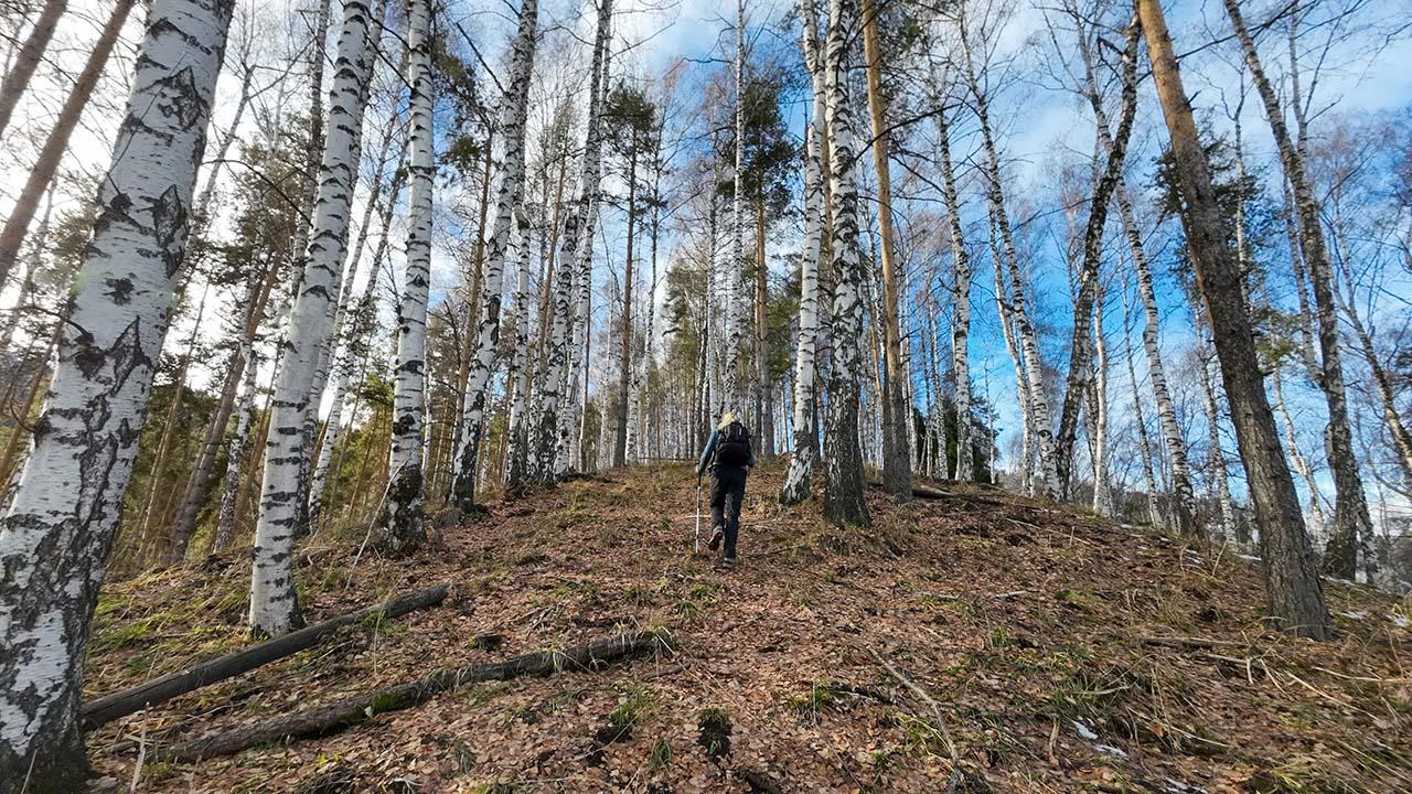 Березовая роща в Аккайыне