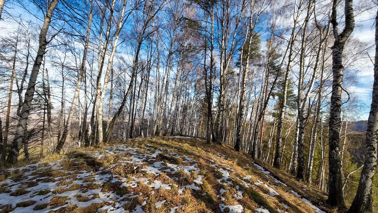Березовая роща в Аккайыне
