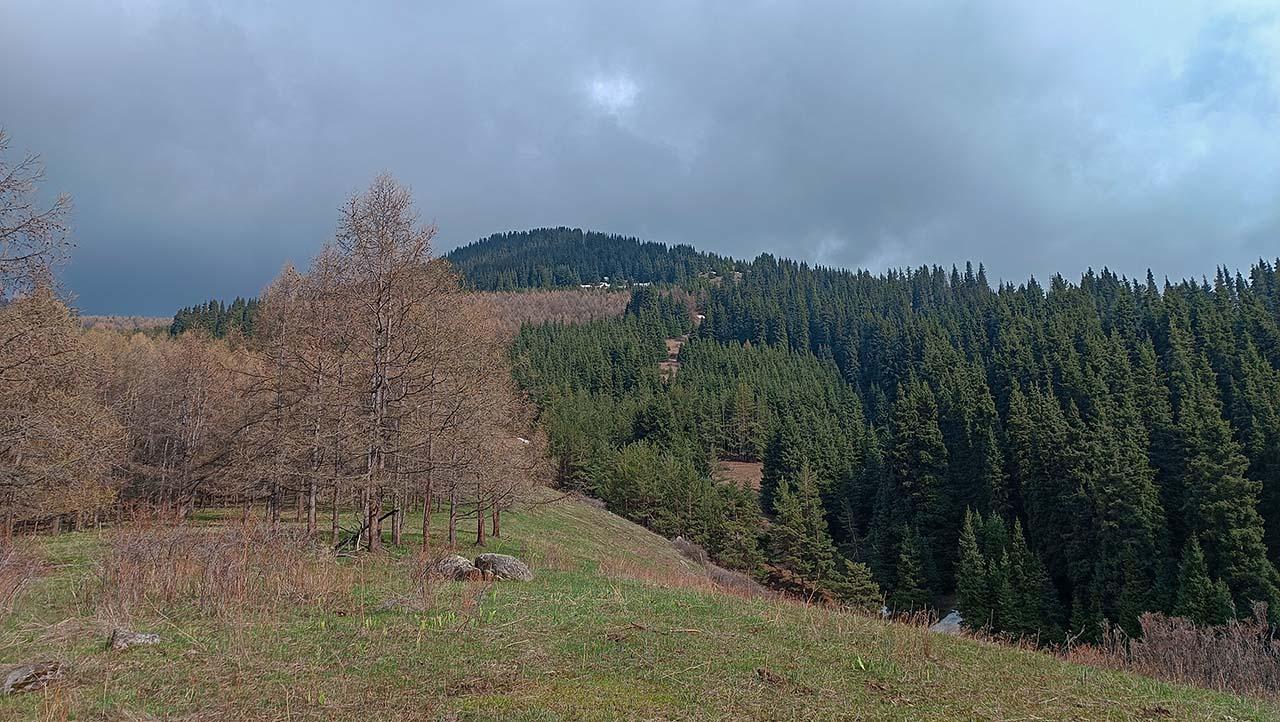 gora 2500