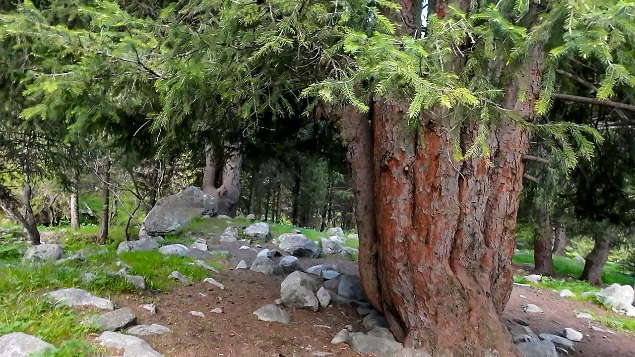 Пятипалая ель